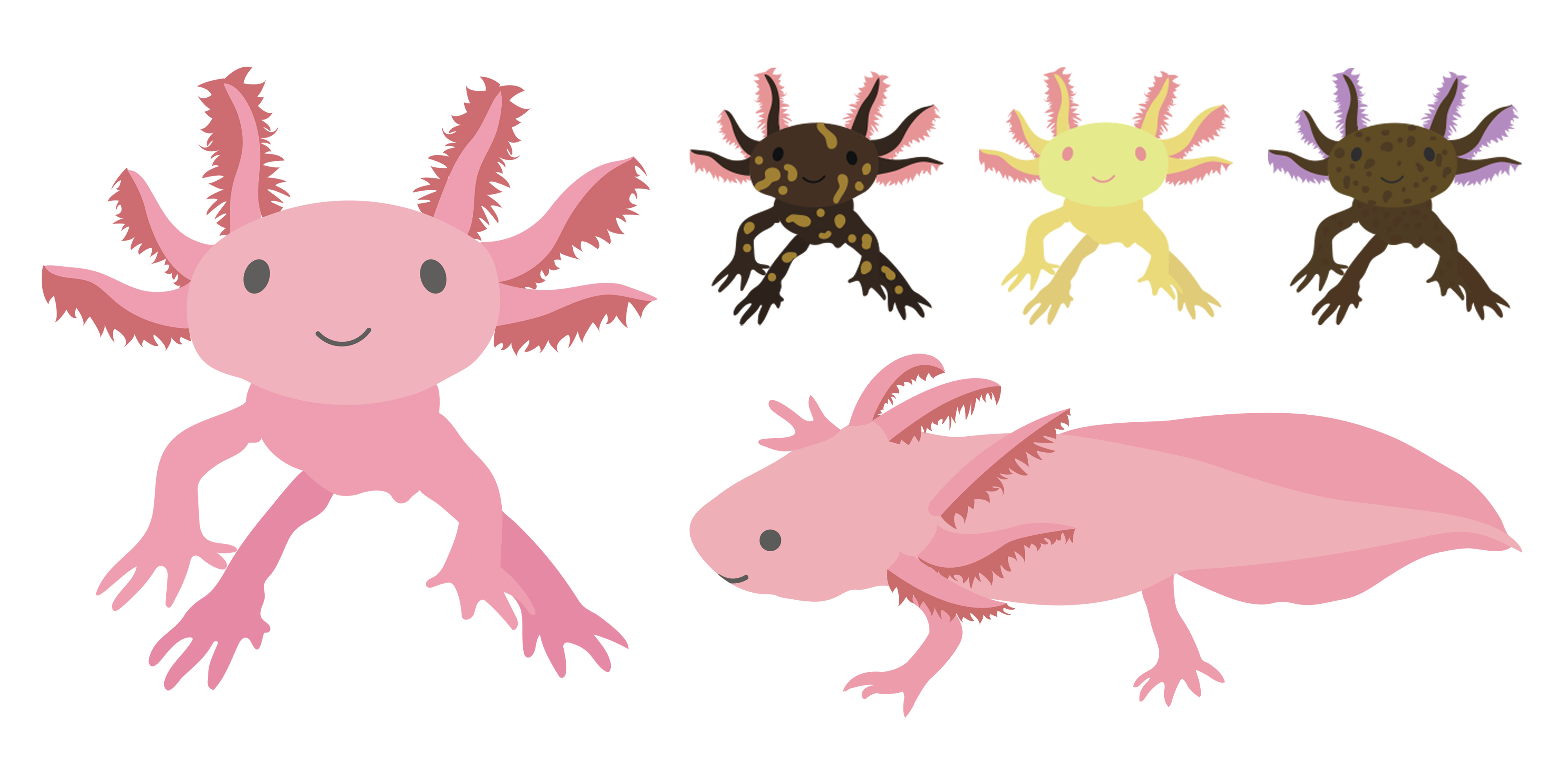 Axolotl Illustrations
